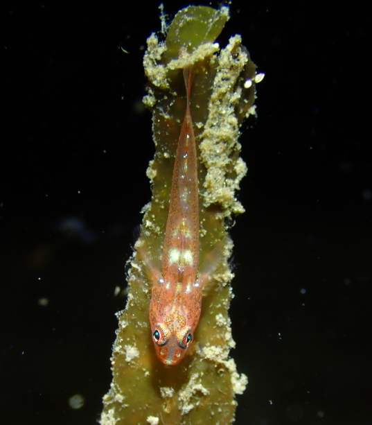Macro diving Dauin