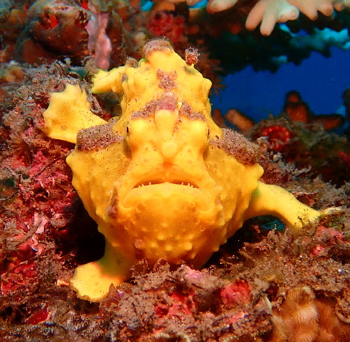 Macro diving Dauin