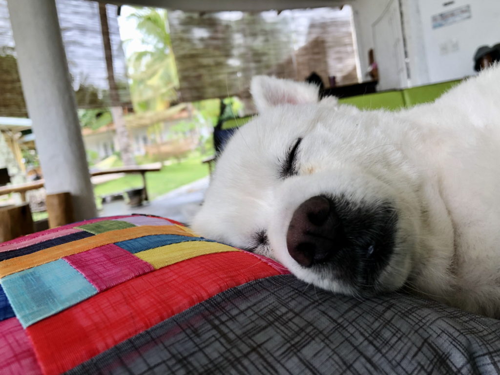 Bonjour Dog Aldive Dauin Dumaguete